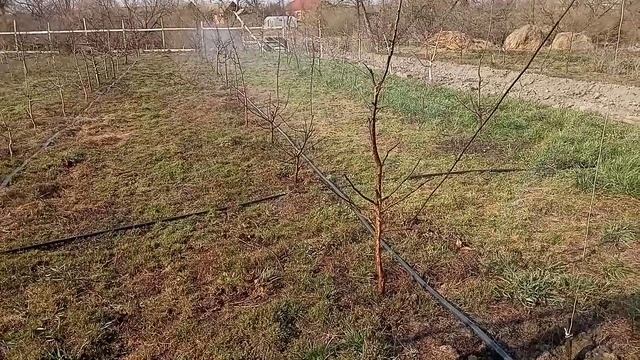 Весенний полив - лента Окси Спрей ( OXI Spray )