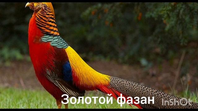 Золотой фазан птица рода воротничковых фазанов одна из самых ярких представителей среди фазанов смотреть онлайн