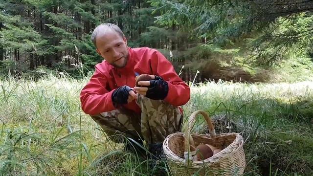 Сказочный Лес: Белые-красавцы и целые поляны Лисичек! смотреть онлайн