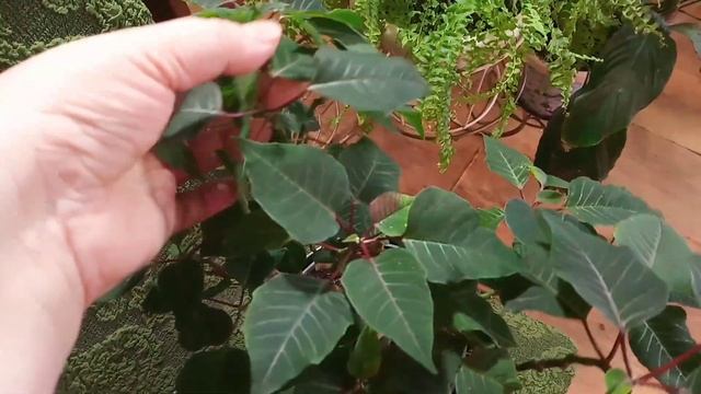 Лимонная плесень.Стрелиция.Пуансетии, орхидеи. смотреть онлайн