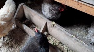 Зеленое яйцо доминантов, что получилось...