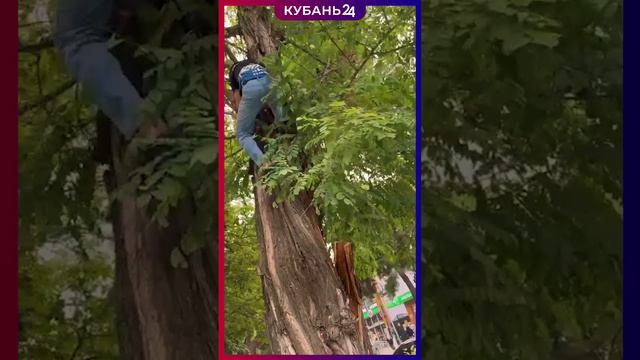 Прохожие помогли котику слезть с дерева в Анапе смотреть онлайн