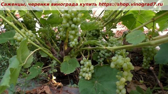 Пузенко Наталья Лариасовна, виноград для всех