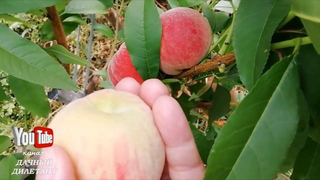 Первый урожай персика. Результаты летней прищипки.