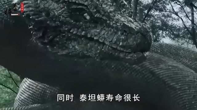 世界上最大的蛇有多恐怖？泰坦蟒体长超过12米，体重超过1吨 смотреть онлайн