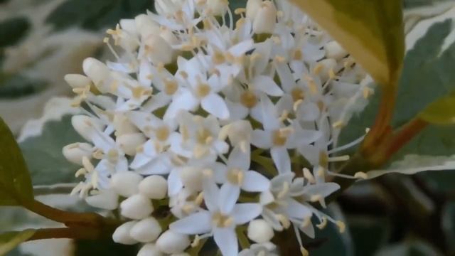 Дерен белый Айвори Хало - компактный сорт с зелеными листьями с неровной бело-бежевой каймой смотреть онлайн