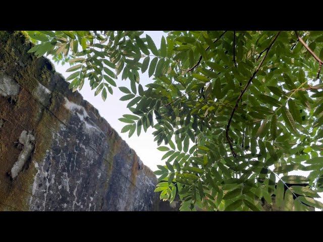 Siente Mi Amor. Svenlana Antonova