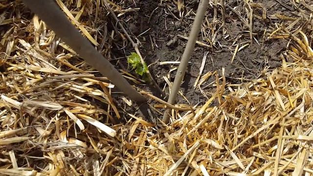 Виноградник весной, что делать после возвратных заморозков, влагозарядный полив. смотреть онлайн