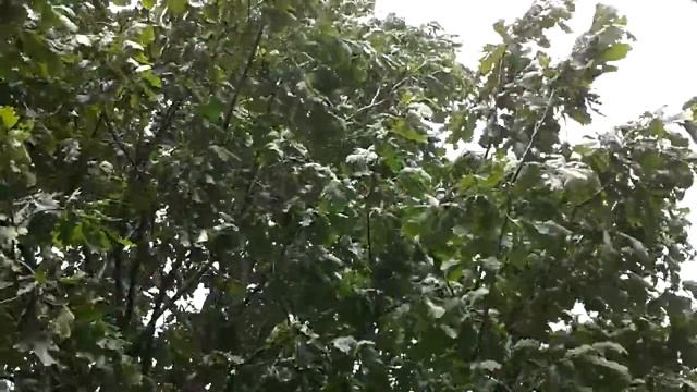Дуб красивое крепкое дерево. Лето. Oak is a beautiful strong tree. Summer смотреть онлайн