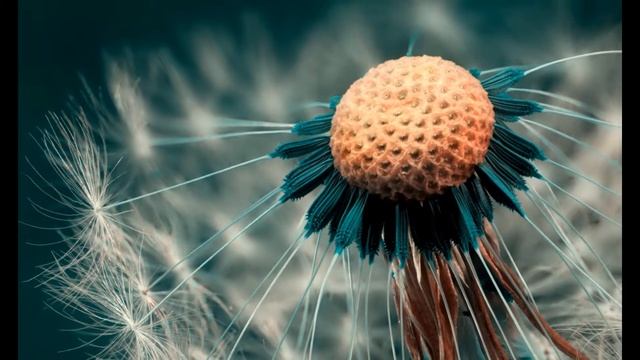 Красивые макро фото растений смотреть онлайн