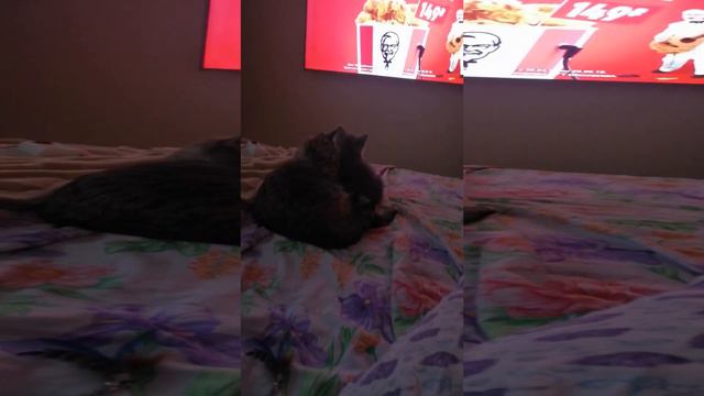 День Британца Армани смотреть онлайн