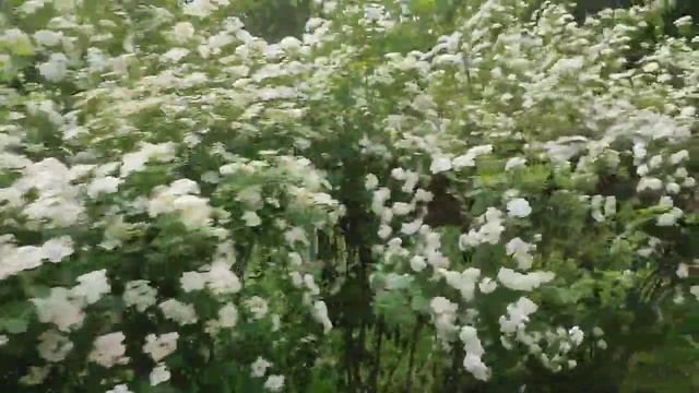 Парк Ленина Белгород 18 05 23 смотреть онлайн