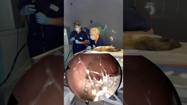 Ветеринарная эндоскопия или извлечение инородного тела из кошки 🤯 смотреть онлайн