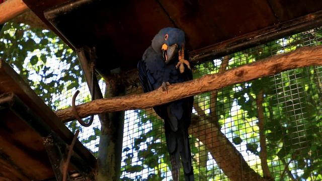 11 12 3 Игуасу. Парк птиц смотреть онлайн