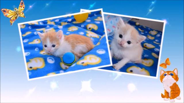 Приют Кошачий остров г Бийск смотреть онлайн