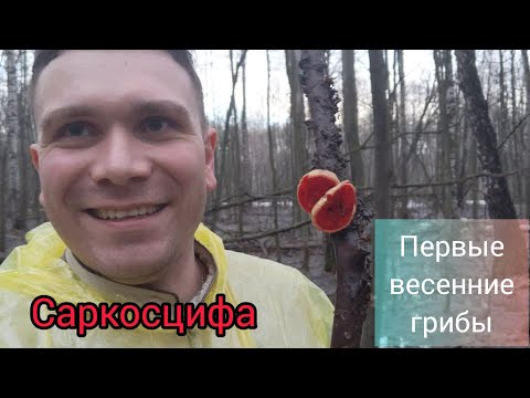 Первые весенние грибы. Первая вылазка смотреть онлайн