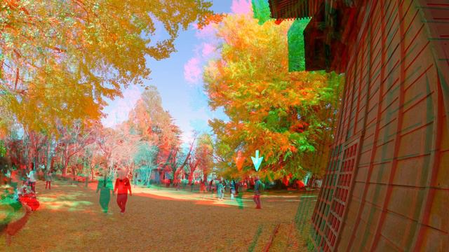 [Anaglyph 3D Video] Sairenji Temple - 1,000-year-old Golden Ginkgo Tree / Red & Cyan