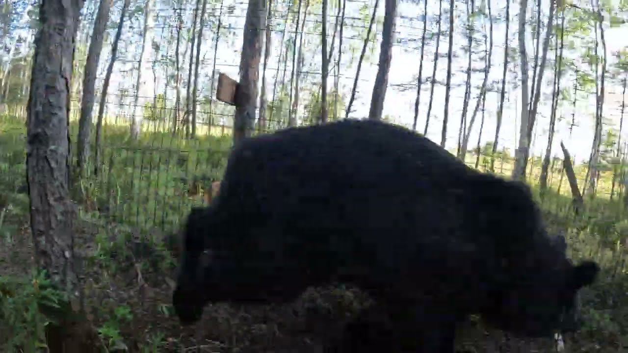 Пришёл мальчик с пальчик. Медведь. смотреть онлайн