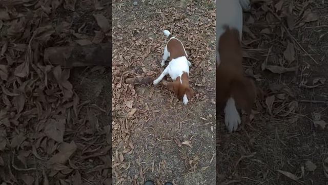 Фокстерьер трудиться во всю. смотреть онлайн