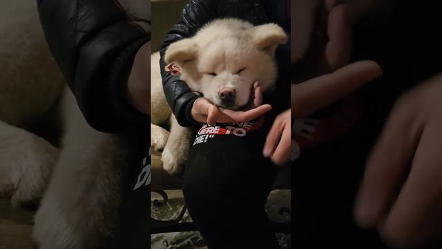 Сладкий япоша #акитаину #акита #akita #собака #americanakita #щенок #другчеловека #американскаяакит смотреть онлайн