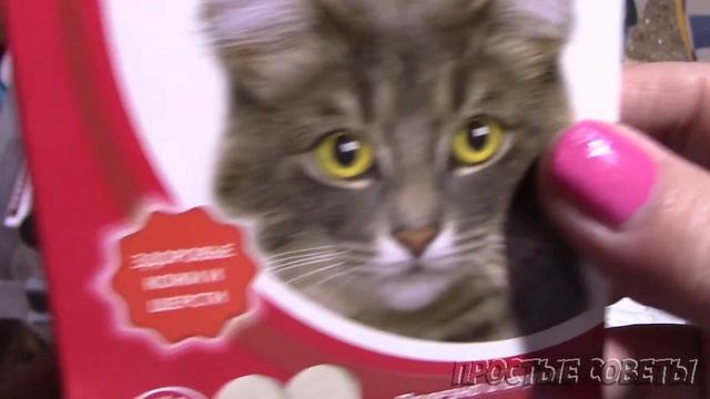 Кошачья Аптечка. Что Находится в Нашей Аптечке для Кошек.