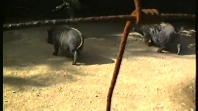 Hängebauchschweine Baby kämpft um Nahrung смотреть онлайн