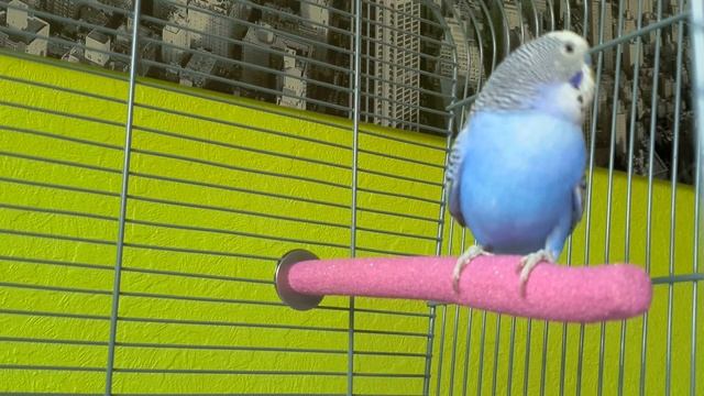 Singing Budgie - Happy Song | Most Beautiful Budgie Songs Ever | Parakeets Chirping Sounds HDR10 #2