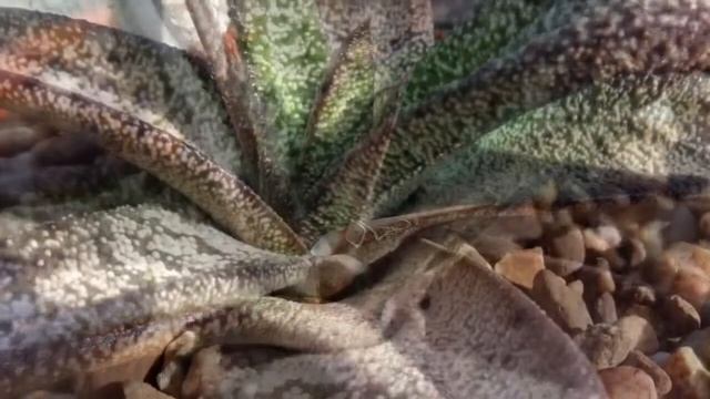 Gasteria batesiana смотреть онлайн