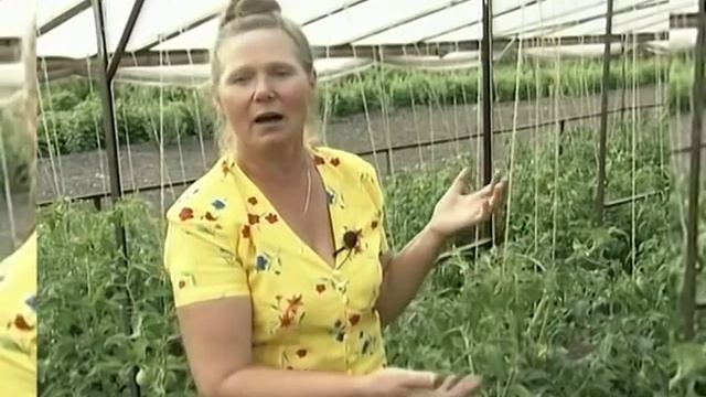 Когда не стоит обрывать нижние листья на томатах смотреть онлайн