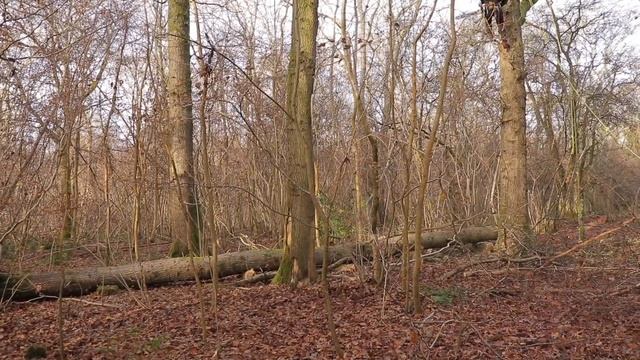 10 Tips for Buying a Woodland | Off Grid | Bushcraft | Camping смотреть онлайн