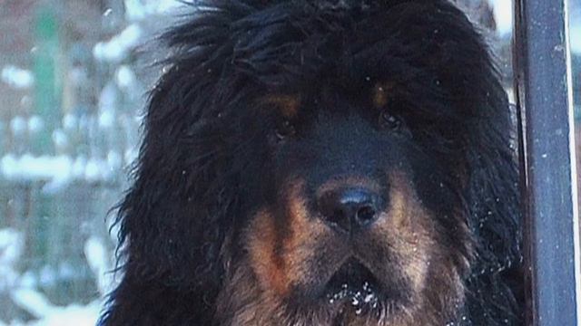 Тибетский мастиф-Chentao Park Kennel смотреть онлайн