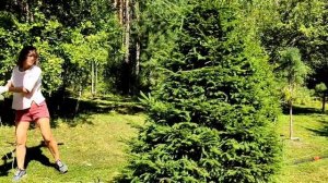 Подстригла 300 ёлок у себя в саду. ?Как правильно стричь ель. ✌️Кусторез