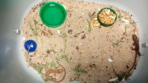 Как ухаживать за маленькими прыткими ящерицами !