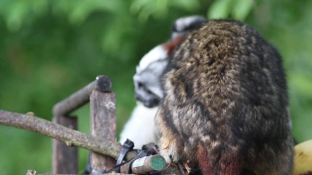 Geoffroy's tamarin - Mono tití panameño - baby - bebe смотреть онлайн