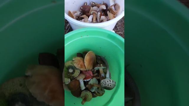 Самая большая корзинка в конце - моим улиткам. Любимые ими грибы: сыроежки, курочки, опята, зонтики смотреть онлайн