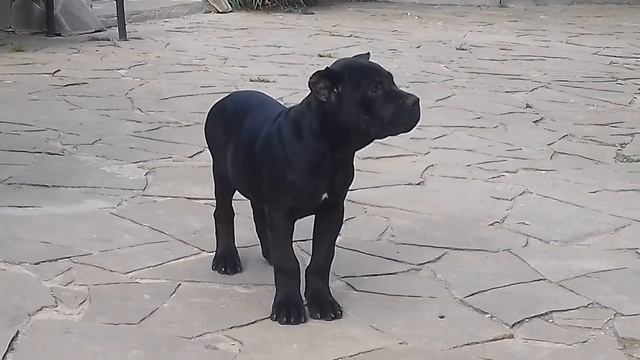 ЩЕНОК КАНЕ КОРСО РУНИ. 3 МЕС.ПРОДАЖА смотреть онлайн