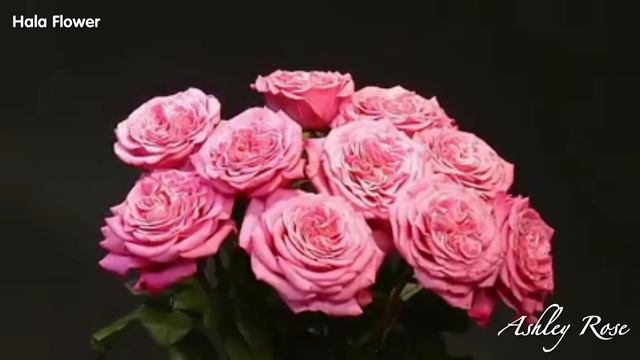 Ashley Rose - Cô nàng kẹo ngọt đáng yêu смотреть онлайн