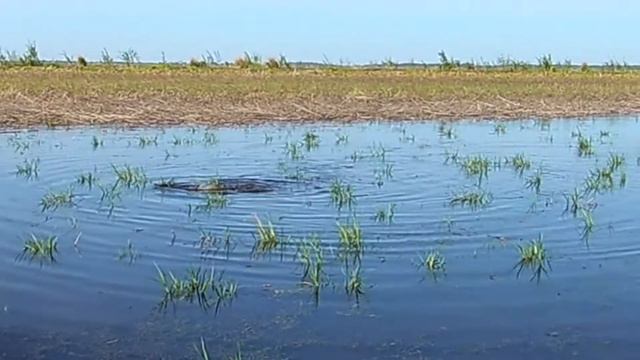 Нерест Сазана смотреть онлайн