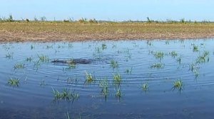 Нерест Сазана