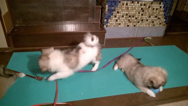 Цветные щенки тибетского спаниеля смотреть онлайн