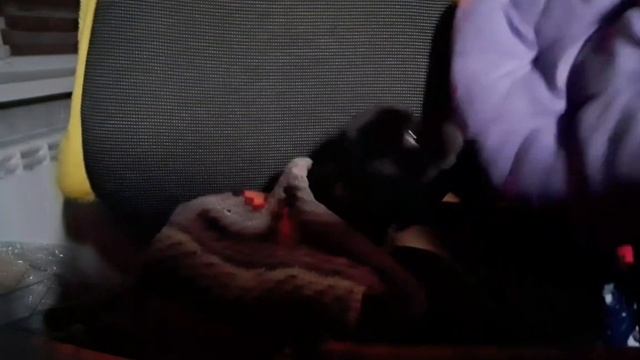 {Санчик меня укусил?!}Делаю своей собаке милое место [На заднем плане приятная музыка?]#реки смотреть онлайн