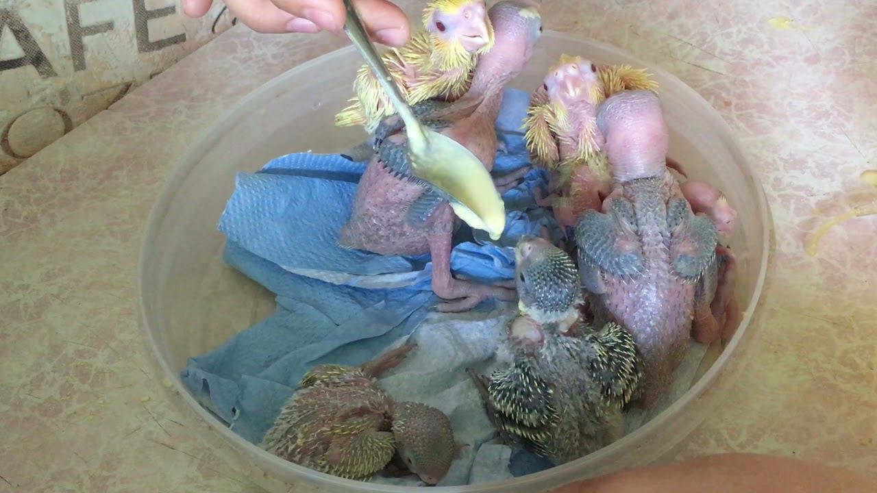 Выкармливание птенцов попугаев , ожереловые, Корелла, волнистые чехи смотреть онлайн