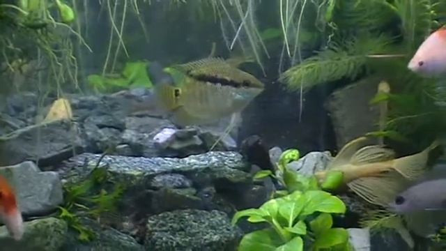 #Aquarium. Цихлазома Мезонаута. смотреть онлайн