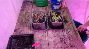 Мизуна - листовая горчица (капуста). Посев, пикировка. Японская капуста.