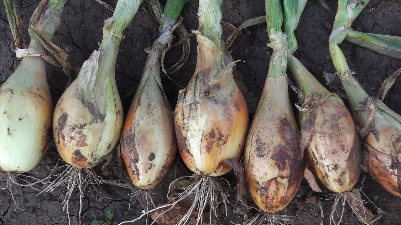 КАК И КОГДА ПОДГОТОВИТЬ ГРЯДКУ ПОД ОЗИМЫЙ ЛУК . ОТВЕТЫ НА ВОПРОСЫ ПОДПИСЧИКОВ смотреть онлайн