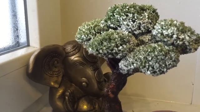 Живое дерево бонсай из исландского мха (цетрария) смотреть онлайн