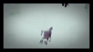 История о призраке рыси