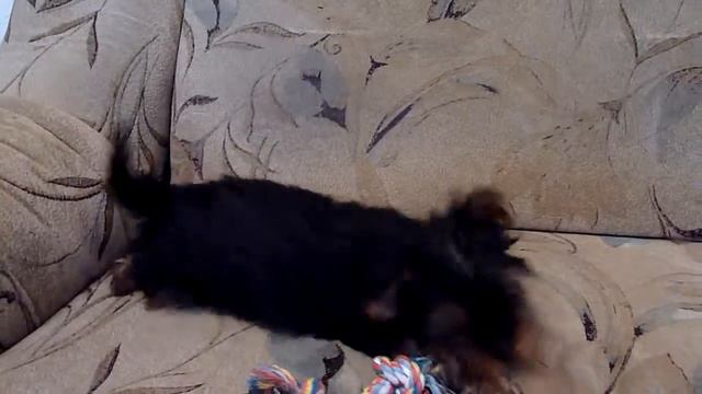 Парнишка стандарт