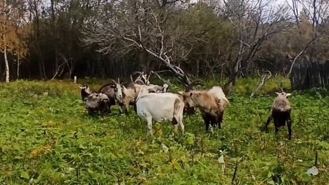 Коза пришла в охоту/ Везём Козу К козлу в соседнею деревню! смотреть онлайн