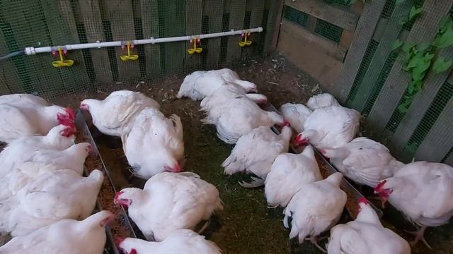 Бройлеры.Сколько комбикорма надо на 1 бройлера, затраты на 1кг мяса. Выгодно или нет!!! смотреть онлайн